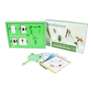 Taxidermy Resin Block Dragonfly Life Cycle Kits Resin Specimen Educational Toys for Primary School