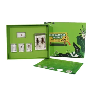 Taxidermy Resin Block Grasshopper Life Cycle Kits Resin Specimen Educational Toys for Primary School
